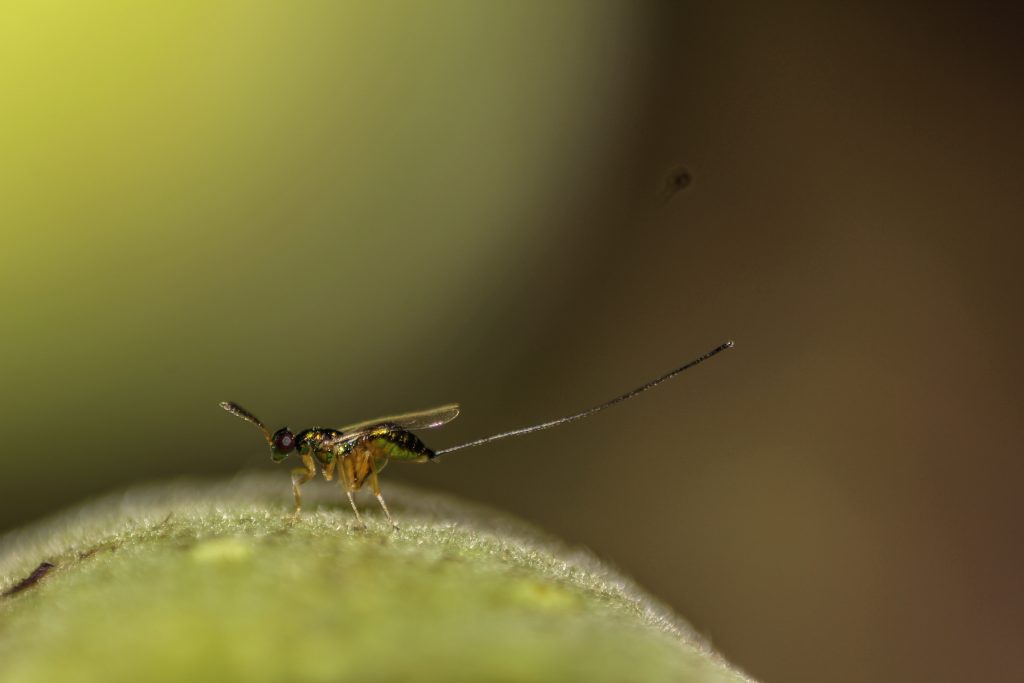 A wasp sitting on a green fig