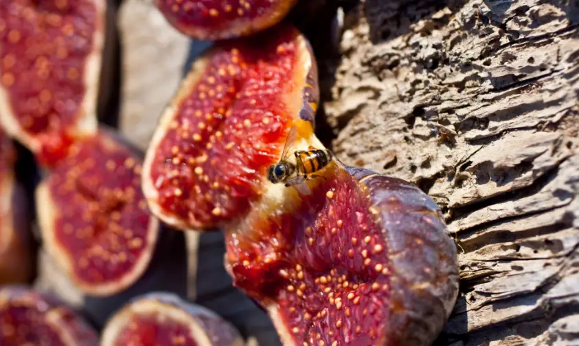 Read more about the article Figs And Wasps (4 Common Misconceptions Debunked)