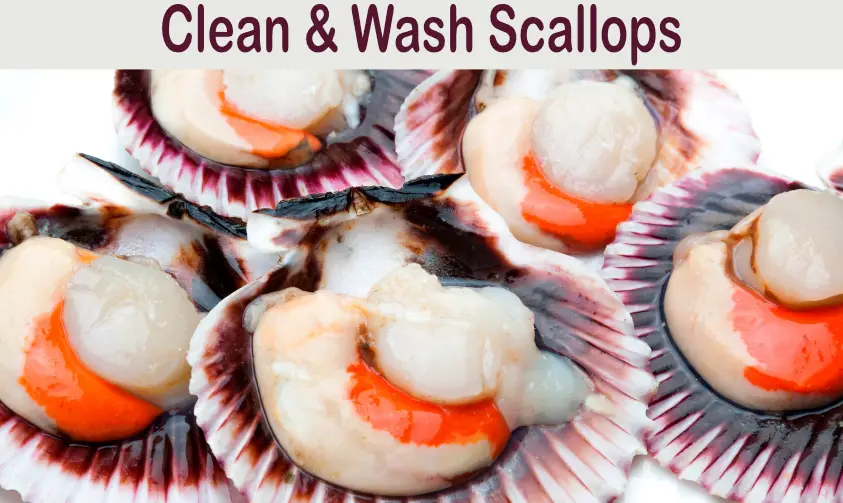 Read more about the article Do You Wash Scallops Before Cooking? (Things you should know)