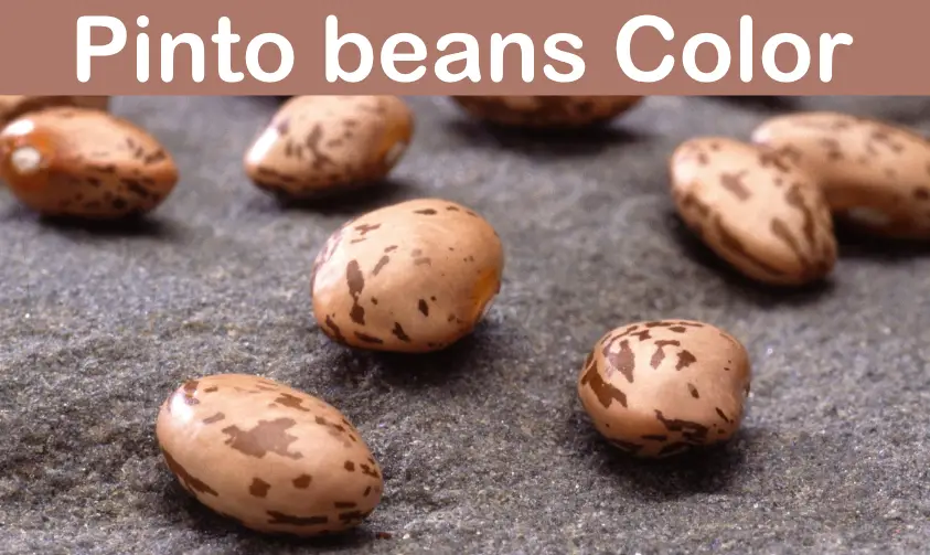 beige colored pinto beans with brown patches on a sheet