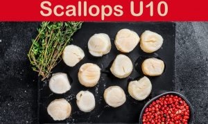 Read more about the article Scallops U10 (Things You Should Know)