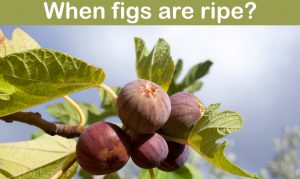 Read more about the article When figs are ripe? (Pick it at the right time)