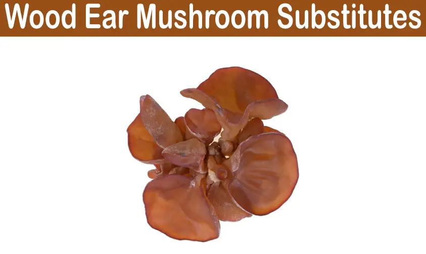 Read more about the article Wood Ear Mushroom Substitutes | Top 5 | Same Great Taste