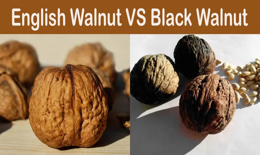 Read more about the article English Walnut vs Black Walnut (Nutrition | Flavor | Taste)